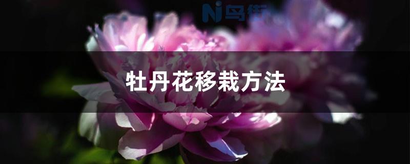 牡丹花移栽方法 怎么移栽成活率高