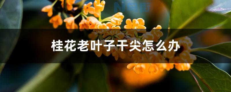 桂花嫩芽尖干焦怎么办 是什么原因造成的