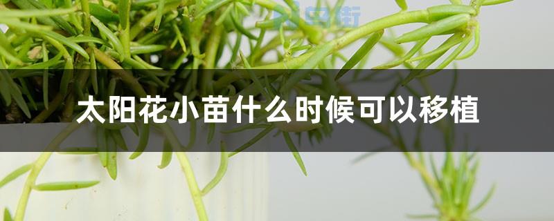 太阳花小苗怎样浇水合适