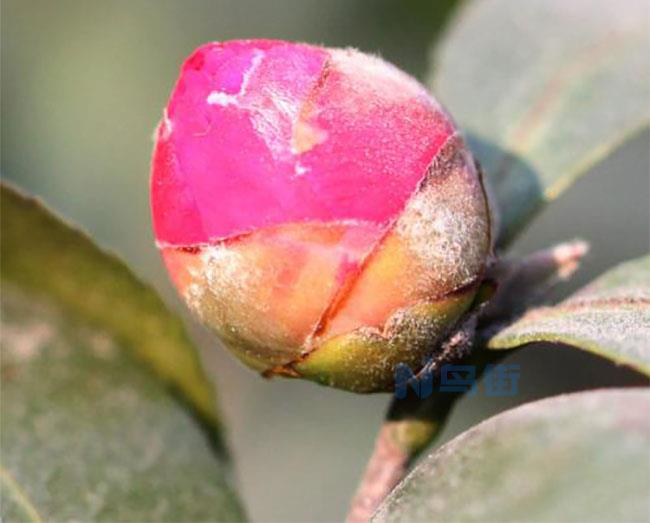 茶花花苞掉完后又长出许多小花苞还能开花吗