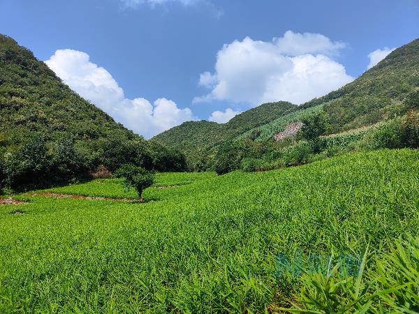 生姜高产的田间管理技术 生姜怎么养殖