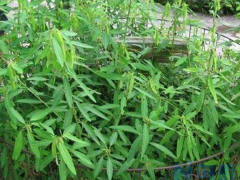 跳舞草怎么养殖_跳舞草的种植方法