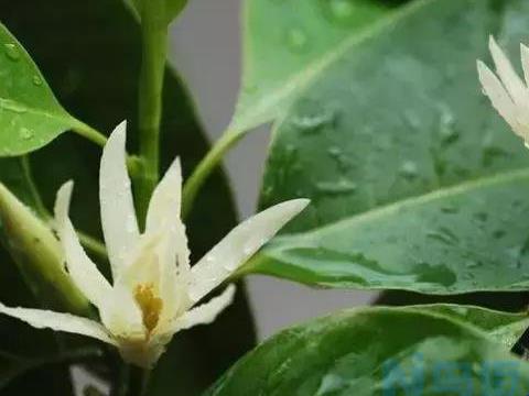 花卉植物花期提前、延迟或连续开花的方法