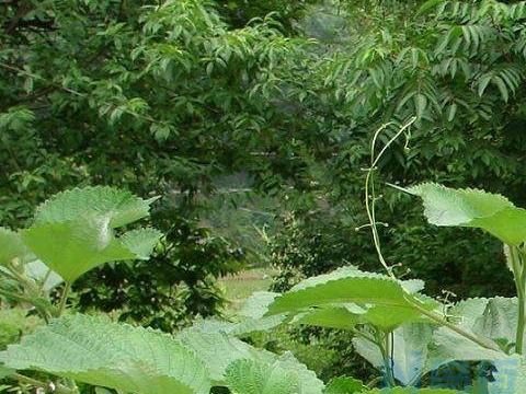 常见的草本植物有哪些 怎么养