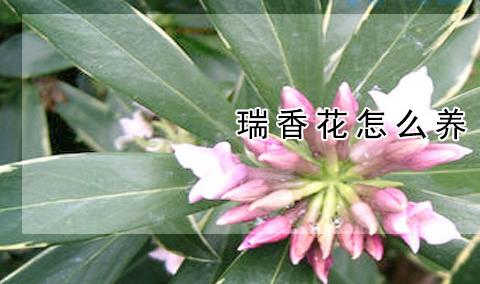 瑞香花怎么养