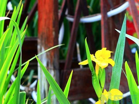 野生兰草能人工种植吗