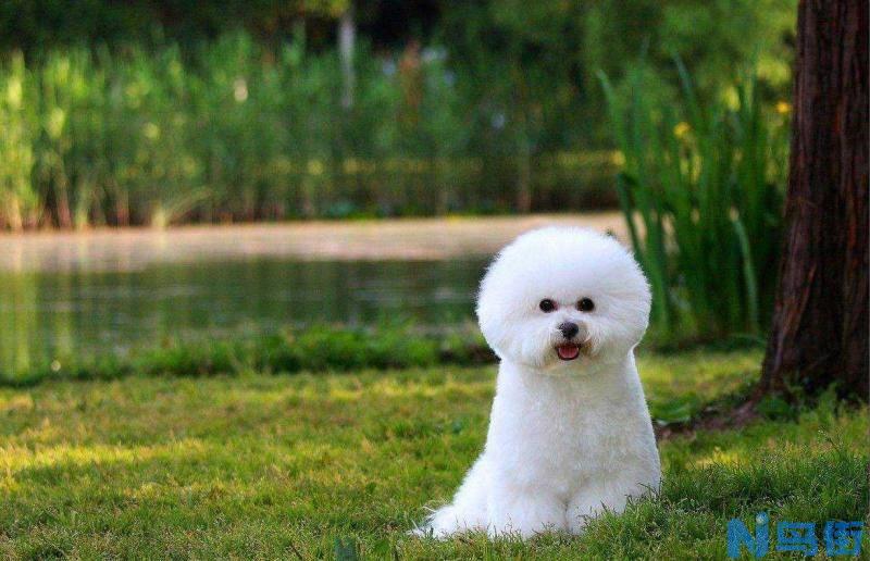 比熊犬不打针会怎样