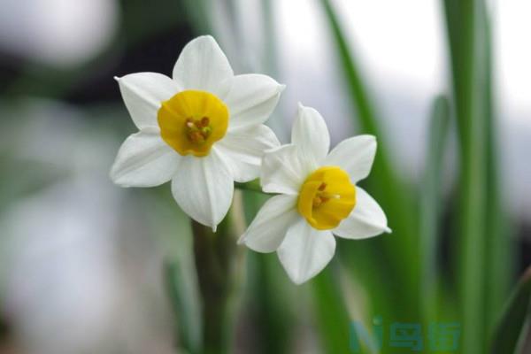 水仙花开完花后如何处理