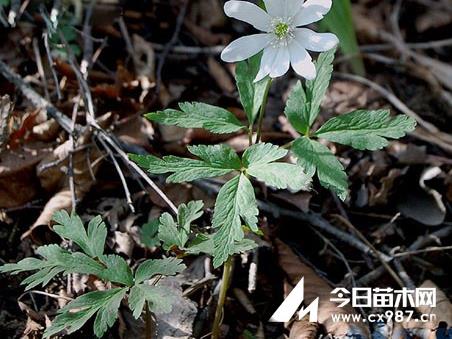 阿尔泰银莲花栽培技术