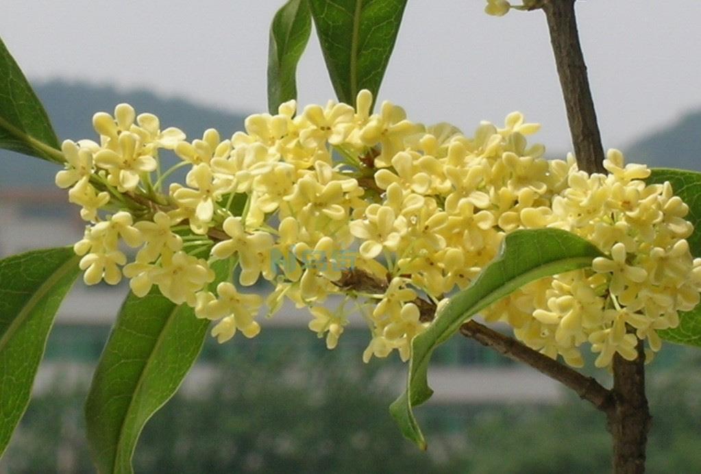 草桂花栽培技术