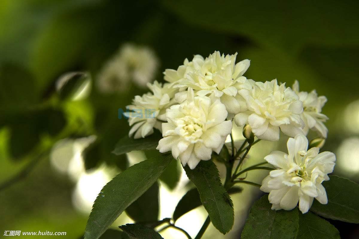 木香花适合什么时候种植