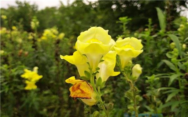 一个花盆种几棵辣椒好 盆栽辣椒需要多大盆