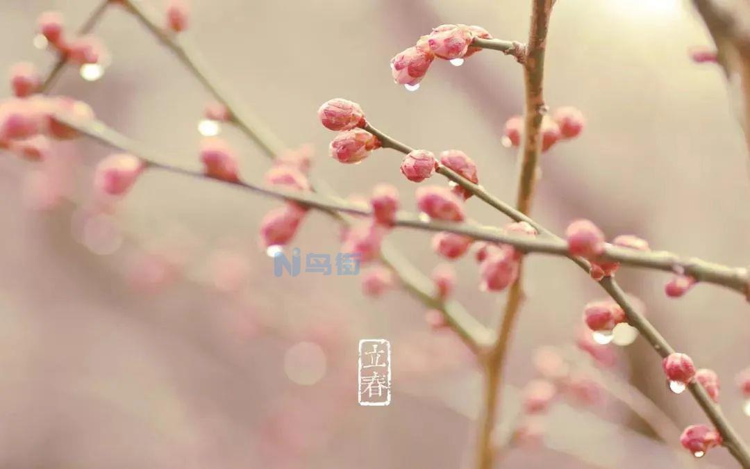 立春为什么家里的桂花树还是经常掉叶子