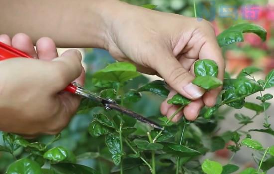 茉莉花叶子都掉光了这种情况能换盆吗