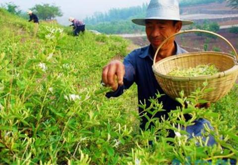 金银花茶怎么做，四个步骤简单完成(好处多多)