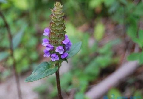 夏枯草花穗