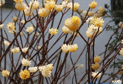 结香花怎么种