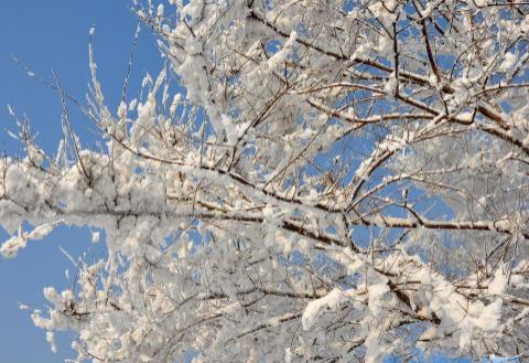 雪柳枝条可以插土种植吗