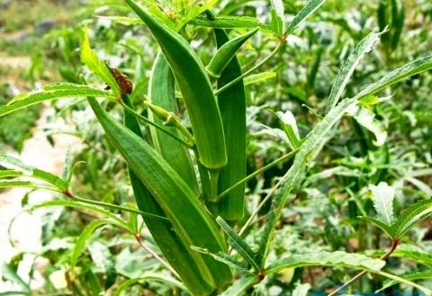 秋葵种植方法和时间