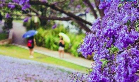 蓝花楹如何包扎过冬