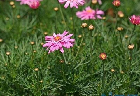 玛格丽特花什么时候开花