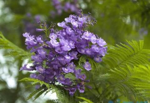 蓝花楹如何施肥