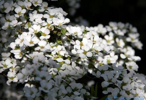 干支雪柳开花后还能养么