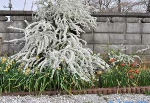 雪柳泡水可以生根吗