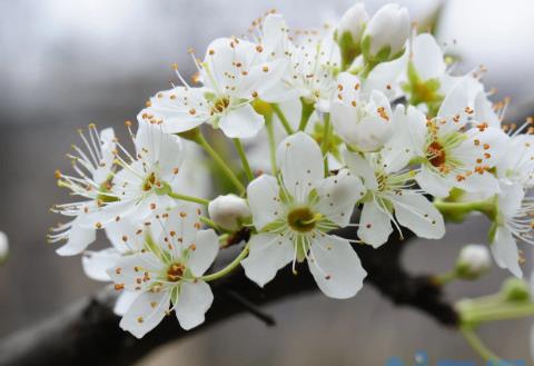 梨树花芽发育差,疏花芽时怎么办