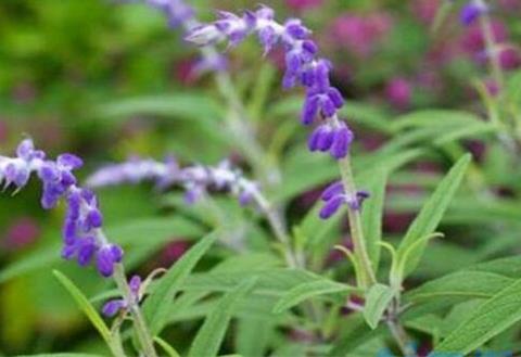 蓝花鼠尾草什么时候开花，在夏季6～8月开花