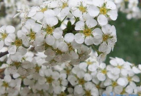 喷雪花的花语是什么