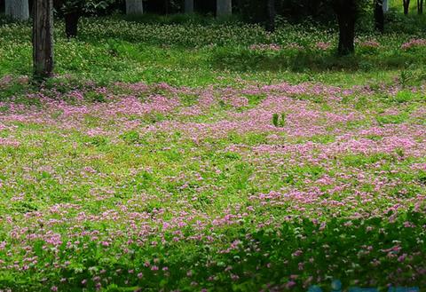 红花酢浆草的养殖方法和注意事项