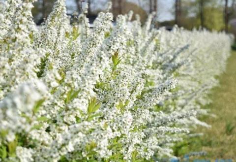 雪柳干枝开完花怎么办