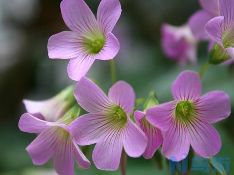 红花酢浆草的花期：花期在每年的10月至次年2-3月份