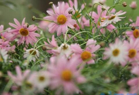 玛格丽特不开花，施加磷钾肥并去除顶芽