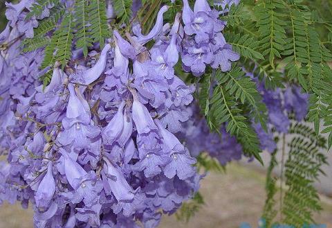 蓝花楹如何施肥