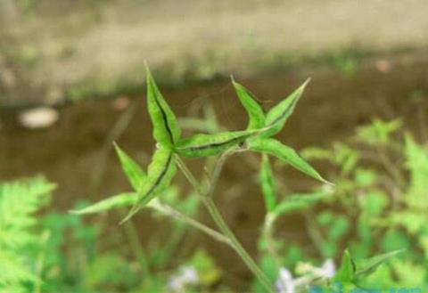 还亮草什么时候开花，花期大概在3～5月