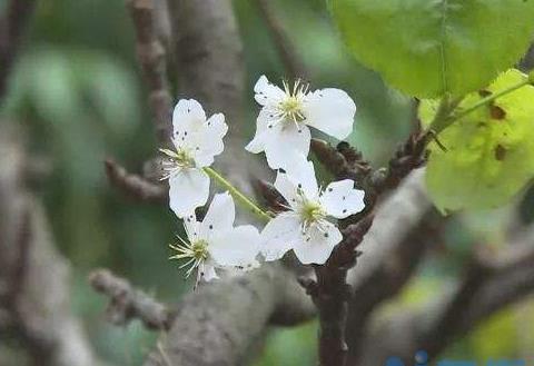 梨花有几个花瓣