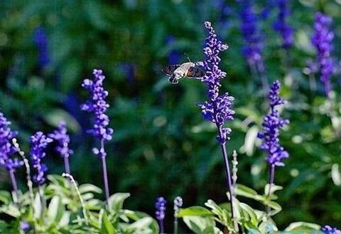 蓝花鼠尾草什么时候开花，在夏季6～8月开花