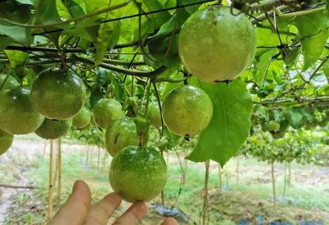 百香果是单子叶植物还是双子叶植物