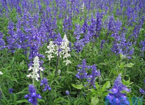 鼠尾草花期：花期长,花香迷人