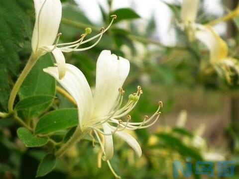 金银花茶怎么泡，金银花蜂蜜水最简单/清热解毒又润肺通便