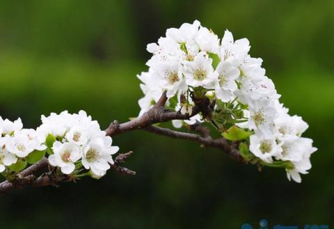 梨花有几个花瓣