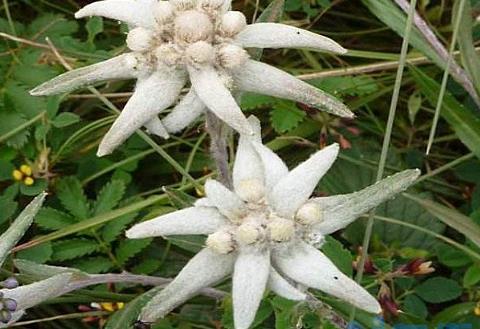 雪绒花是什么花