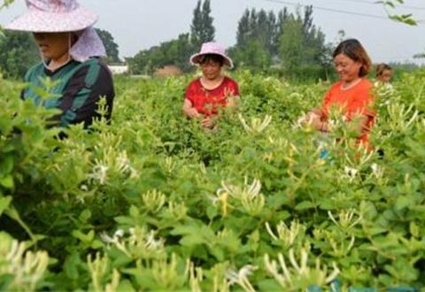 金银花茶怎么做，四个步骤简单完成(好处多多)