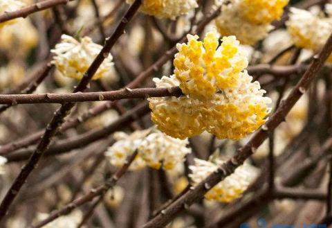 结香花怎么种