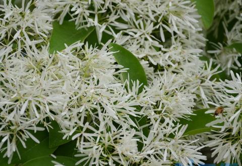 流苏嫁接桂花有啥缼点