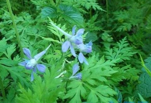 还亮草什么时候开花，花期大概在3～5月