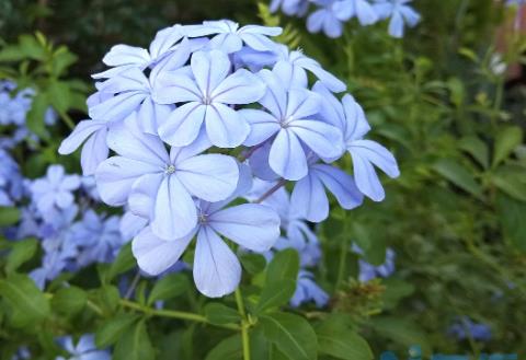 蓝雪花叶子发黄