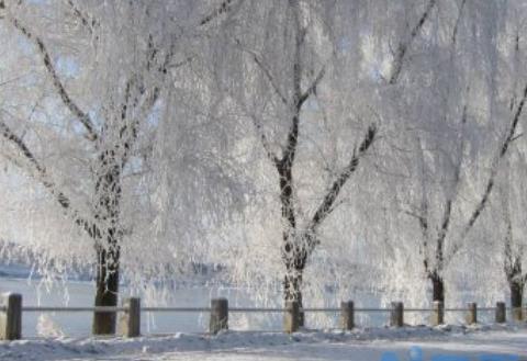 雪柳枝条可以插土种植吗